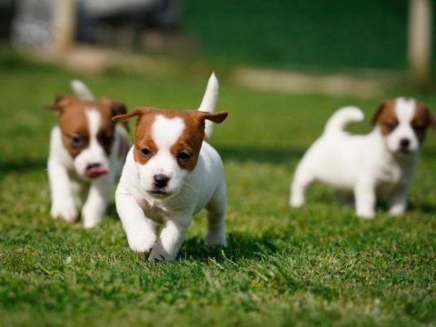 Fcı şecereli safkan ve sağlıklı jack russell terrier