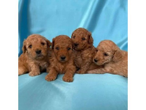 İlk sağlık taramalarından geçen poodle bebekler
