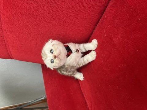 Ev ortmanından cinnamon scottish fold yavrular
