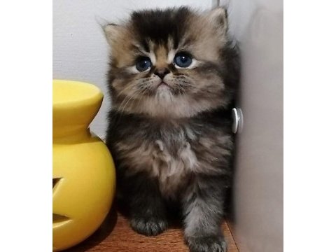 Ücretsiz a kalite bebek persian