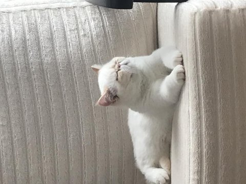 Exotic shorthair
