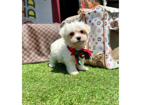 Kore maltese yavruları