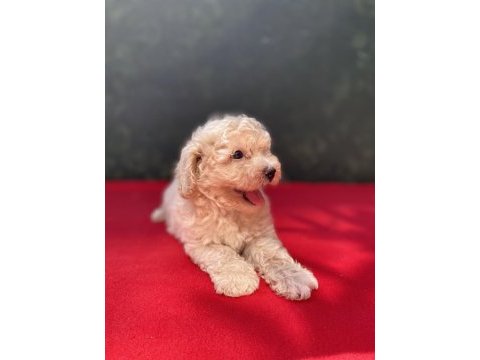 A kalite maltipoo köpekler