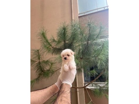 Maltipoo yavrularım sağlık ve ırk garantili