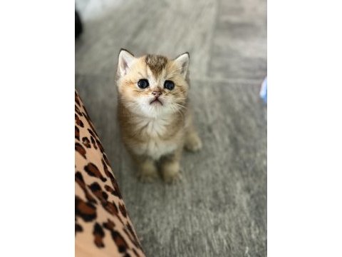 Mükemmel golden british shorthair kedimiz