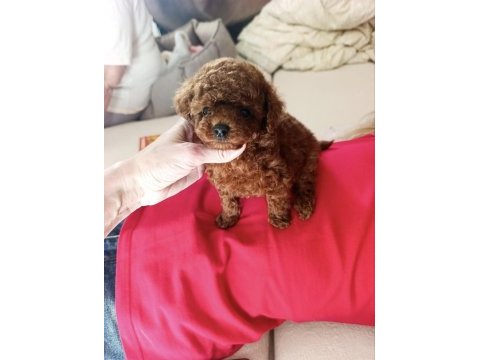 Kore toy poodle yavrular