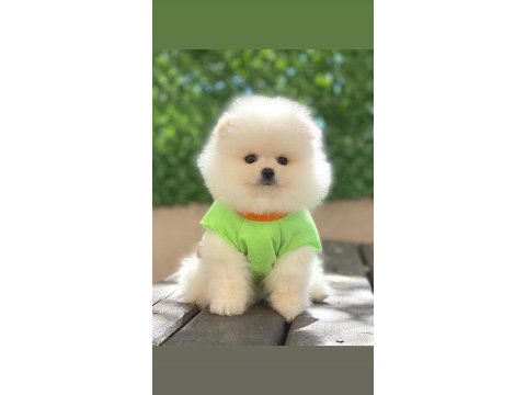 Pomeranian boo bebeklerim