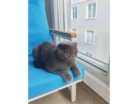Ücretsiz sahiplendirme scottish fold
