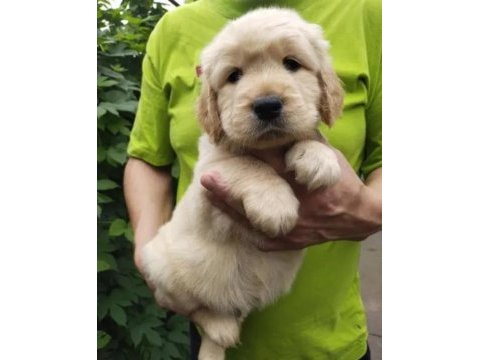 Eğitimli baby face golden retriever bebekleri