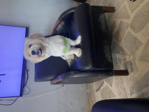 Maltese terrier köpeği