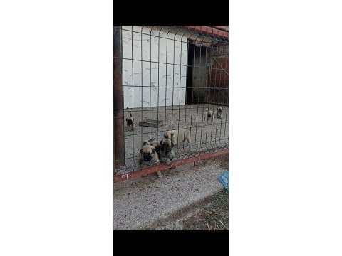 1 aylık çoban köpeği yavruları