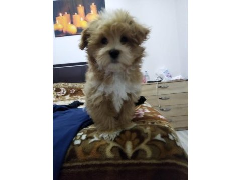 Maltipoo bebeğimiz