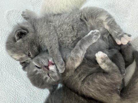 British shorthair yavru kedimiz