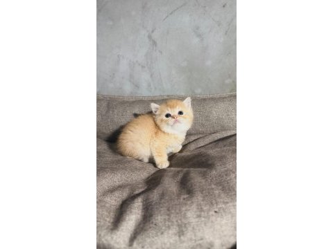 British golden kedimiz