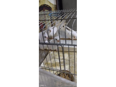 Albino yavru sultan papağanları