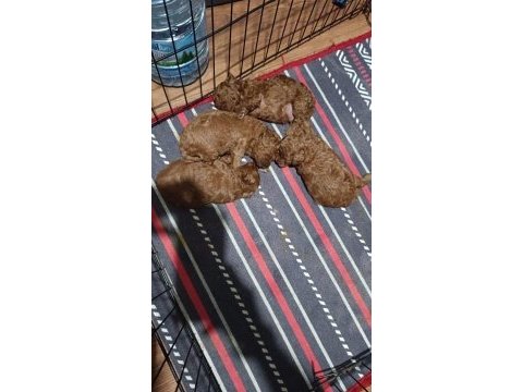 2 aylik orjinal toy poodle