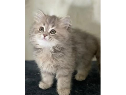 British longhair gri renk yeni sütten kesilme