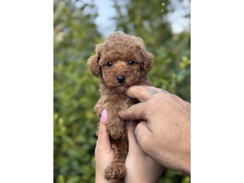Birbirinden güzel toy poodle yavrularımız