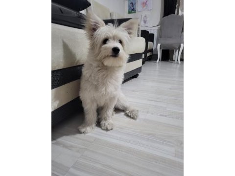 En güzel morkie