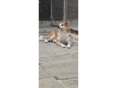 3 yaşlarında a kalite japon akita