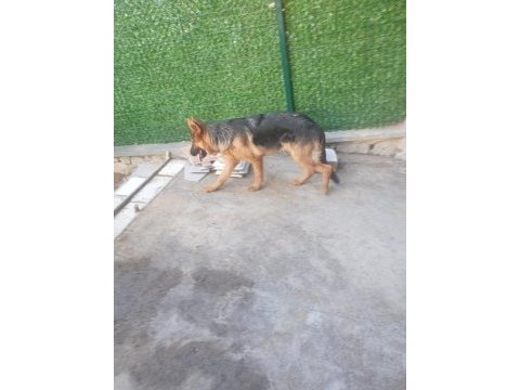 Orjinal alman çoban kurdu 4 aylık