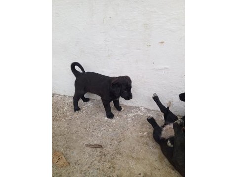 A sınıf yavru köpeklerimiz