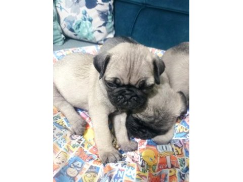Pug mops yavrularımız