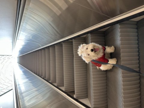 Terrier maltese dişi köpeğim