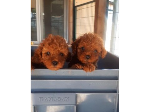 Poodle efsane teacup bebekler
