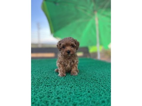 Baba kore poodle maltipoo dişi yavru