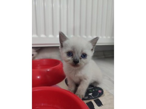 Safkan blue point british shorthair