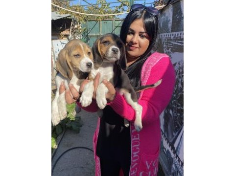 Elizabet beagle yavrularım