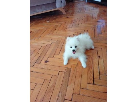 Pomeranian boo 1. sınıf