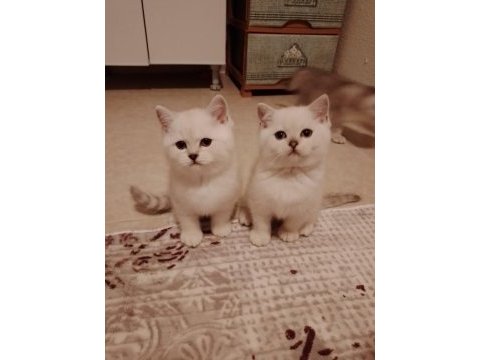 Sevimli british longhair minnaklar