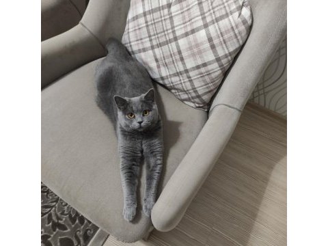 Tatlı british shorthair kızımıza yuva arıyoruz