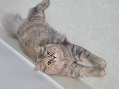 British longhair gümüş rengi