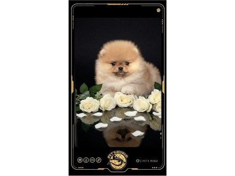 Mini pomeranian boo yavrularımız
