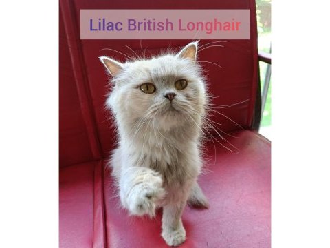 Orjinal ırk 2 yaşında longhair shorthair dişi kediler