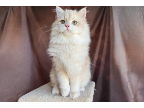 Krem rengi british longhair yakışıklı