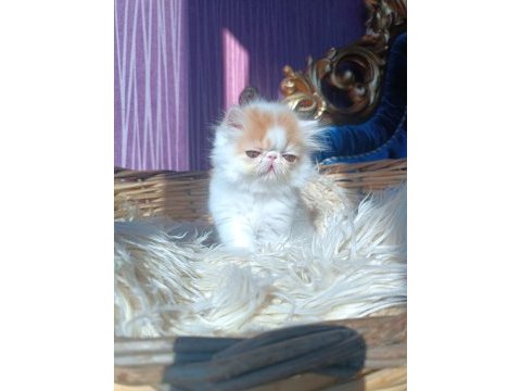 Show kalite iran persian kedisi