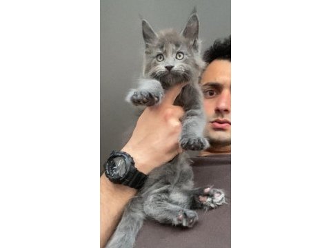 Xxxl maine coon erkek yavrular (yurt dışı şecereli dereceli)