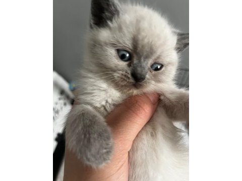 40 günlük blue point british shorthair yavrular