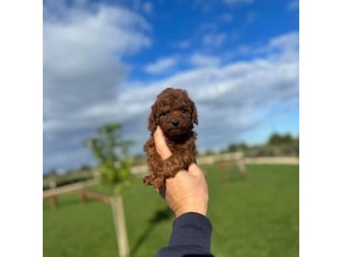 Red brown poodle daha uygunu yok