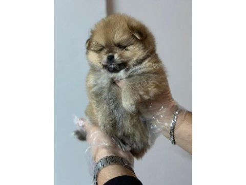 Pomeranian boo