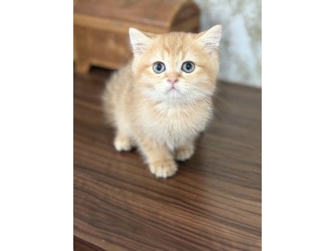 Golden iki aylık kedimiz