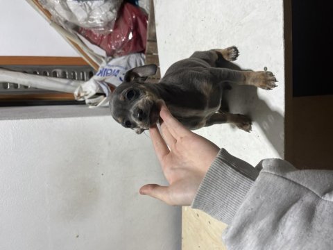 Minyatür pinscher şivava acil yuva aranıyor