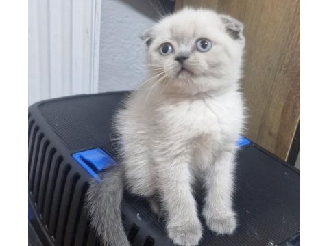 Minnoş scottish fold kedim