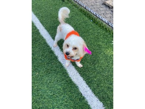 Maltese terrier köpeği 1 yaşında dişi