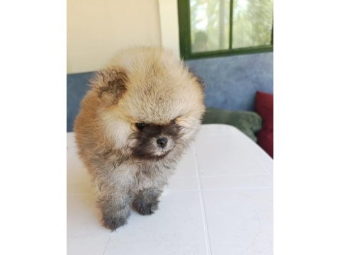 Pomeranian boo yavrular