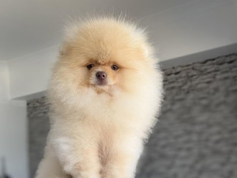 Show kalite fcı export pedigreli kore pomeranian